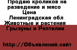 Продаю кроликов на разведение и мясо. › Цена ­ 350 - Ленинградская обл. Животные и растения » Грызуны и Рептилии   